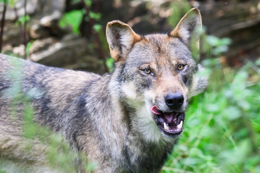Kritik an CDU wegen Forderungen nach Abschuss von Wölfen - Ein Wolf.