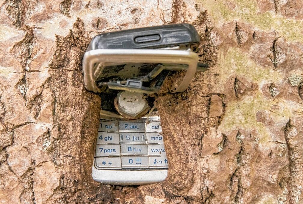 Kurioses Phänomen im Erzgebirge: Baum verwächst mit einem Handy - In Marienberg verwächst ein altes Handy mit einem Baum. Foto: Andre März