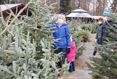 Langenbernsdorf: "Frische Bäume" zu Weihnachten direkt aus dem Wald - Denise Bachmann und Jan Hilscher auf der Suche nach ihrem Weihnachtsbaum. Foto: Th. Michel