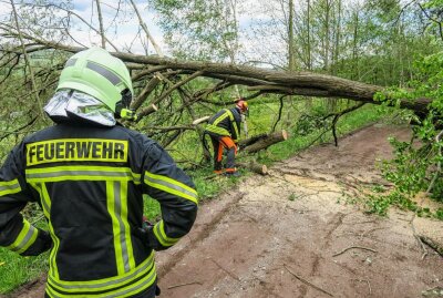 Lauter-Bernsbach: Mehrere Bäume durch Sturmböen umgestürzt - Die Einsatzkräfte der Feuerwehr Lauter im Einsatz beim Bäume Fällen. Foto: Niko Mutschmann