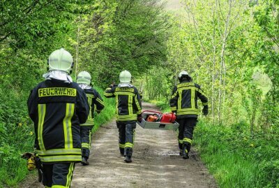 Lauter-Bernsbach: Mehrere Bäume durch Sturmböen umgestürzt - Die Einsatzkräfte der Feuerwehr Lauter im Einsatz beim Bäume Fällen. Foto: Niko Mutschmann