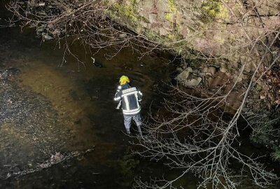 Lauter: Feuerwehr rettet Vogel aus Fluss - Ein Kormoran musste aus einem Fluss gerettet werden. Foto: Daniel Unger