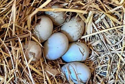 Lautes Geschnatter macht sich im Auer Zoo der Minis breit - Die Zwergenten im Zoo der Minis haben aktuell sieben Eier im Nest liegen. Foto: Ralf Wendland