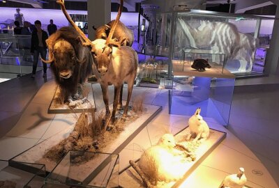 Leben vor 7000 Jahren im Smac - Archäologiemuseum smac stellt wichtige Epoche der Ur- und Frühgeschichte vor. Foto: Steffi Hofmann