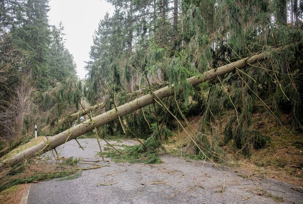 Sturmtief ,,Zeynep" richtet enormen Schaden an, vor allem in Wäldern. Foto: B&S/Bernd März