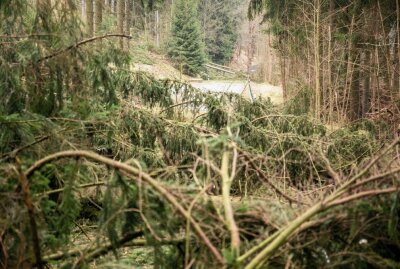 Lebensgefahr in Wäldern nach Orkantief: Chaotische Zustände nach Sturm - Sturmtief ,,Zeynep" richtet enormen Schaden an, vor allem in Wäldern. Foto: B&S/Bernd März