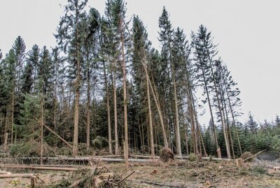 Lebensgefahr in Wäldern nach Orkantief: Chaotische Zustände nach Sturm - Sturmtief ,,Zeynep" richtet enormen Schaden an, auch auf der B180 Thalheim. Foto: André März
