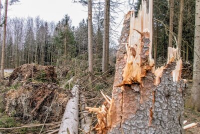 Lebensgefahr in Wäldern nach Orkantief: Chaotische Zustände nach Sturm - Sturmtief ,,Zeynep" richtet enormen Schaden an, auch auf der B180 Thalheim. Foto: André März