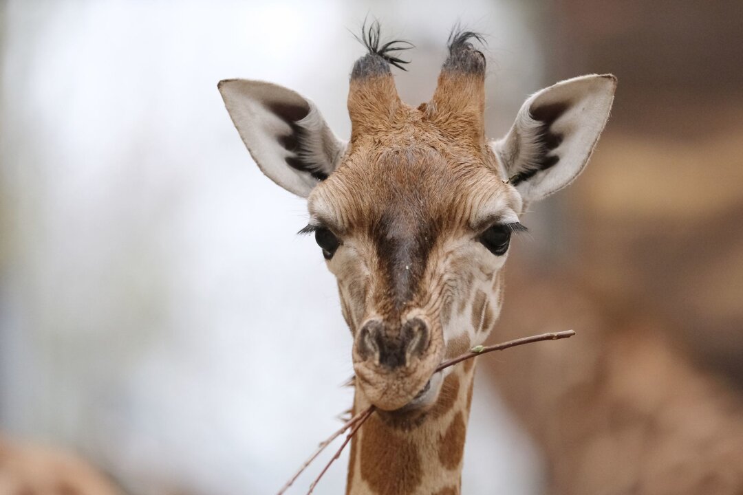 Leipziger Giraffenbaby heißt Kiano - Der junge Giraffenbulle Kiano in seinem Gehege im Zoo Leipzig.