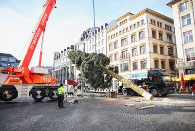Leipziger Weihnachtsbaum 2022 wird wieder ein Vogtländer - Vogtländer Tanne zieht auf den Marktplatz in Leipzig. Foto: Christian Grube