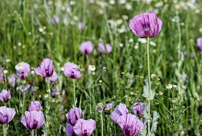 Lila blühende Mohnfelder um Callenberg: 100 Hektar Backmohn - Der Mohn entfaltet seine lila Blütenpracht rund um Callenberg. Foto: Andrea Funke