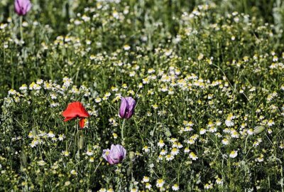Lila blühende Mohnfelder um Callenberg: 100 Hektar Backmohn - Der Mohn entfaltet seine lila Blütenpracht rund um Callenberg. Foto: Andrea Funke