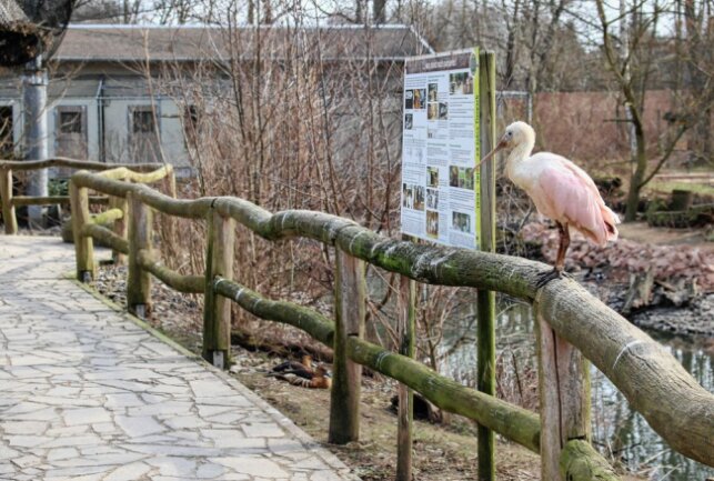 Limbach: Amerika-Tierpark auch bei Regenwetter erleben - In den Außenanlagen von Flamingoland kommt man den Vögeln teilweise ganz nah. Foto: A. Büchner