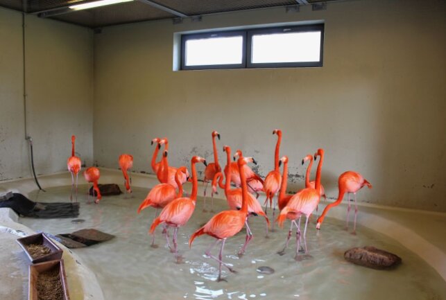 Limbach: Amerika-Tierpark auch bei Regenwetter erleben - Die Flamingos sind aktuell noch in ihrem Winterhaus zu sehen. Foto: A. Büchner