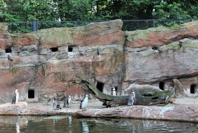 Limbach: Amerika-Tierpark auch bei Regenwetter erleben - Das vielfältige Leben in Pinguinland lässt sich auch von einer Schutzhütte aus verfolgen. Foto: A.Büchner