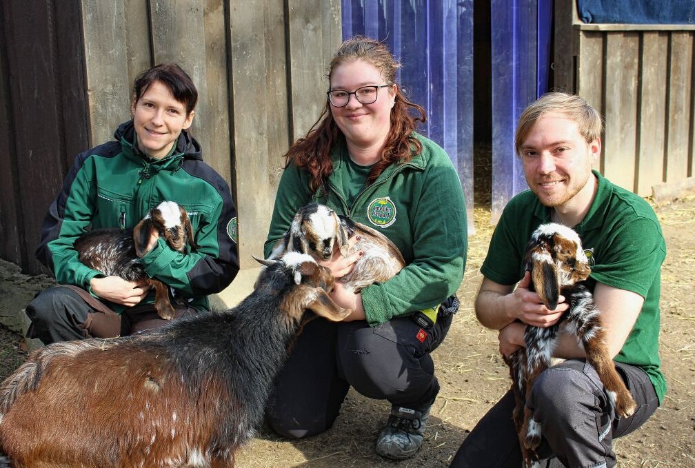 Limbach: Viele Neuigkeiten aus dem Amerika-Tierpark - Kathrin Reupert, Vivien Schmidt und Philipp Hans freuen sich über den Nachwuchs bei den Damara-Ziegen. Foto: Annett Büchner