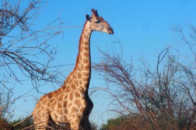 Mal Wein, mal wild: Südafrikas faszinierende Vielfalt - Groß, zählt aber trotzdem nicht zu den "Big Five": die Giraffe.