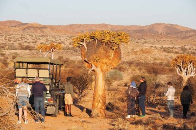Mal Wein, mal wild: Südafrikas faszinierende Vielfalt - Kurze Pause an einem Köcherbaum: Neben Tieren gib es auf Safari in der Provinz Nordkap auch typische Pflanzen zu bewundern.