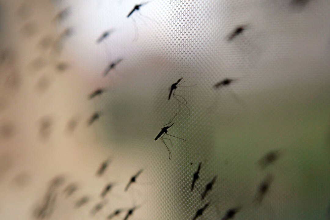 Malaria-Schutz schon Wochen vor Reise bedenken - Ihr müsst draußen bleiben! Moskitonetze sind ein essenzieller Schutz vor möglicherweise krankheitsübertragenden Blutsaugern.