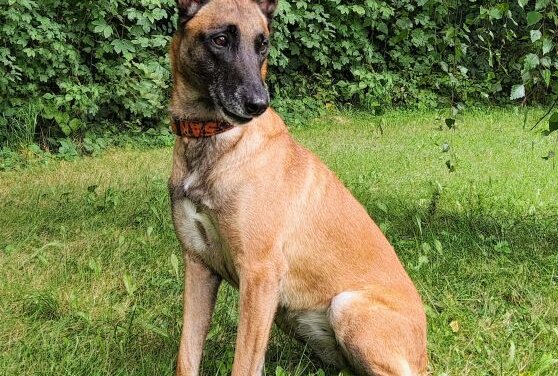 Malinoisspürhund "Wiky" findet Vermissten 60-Jährigen in Roßwein - Der Polizeihund Wiky. Foto: Polizeidirektion Chemnitz