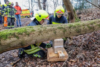 Mann bei Holzfällerarbeiten eingeklemmt: Rettungshubschrauber im Einsatz - Ein Mann wurde bei Holzfällerarbeiten unter einem Baum eingeklemmt. Foto: Andreas Kretschel