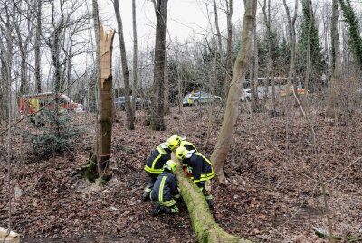 Mann bei Holzfällerarbeiten eingeklemmt: Rettungshubschrauber im Einsatz - Ein Mann wurde bei Holzfällerarbeiten unter einem Baum eingeklemmt. Foto: Andreas Kretschel