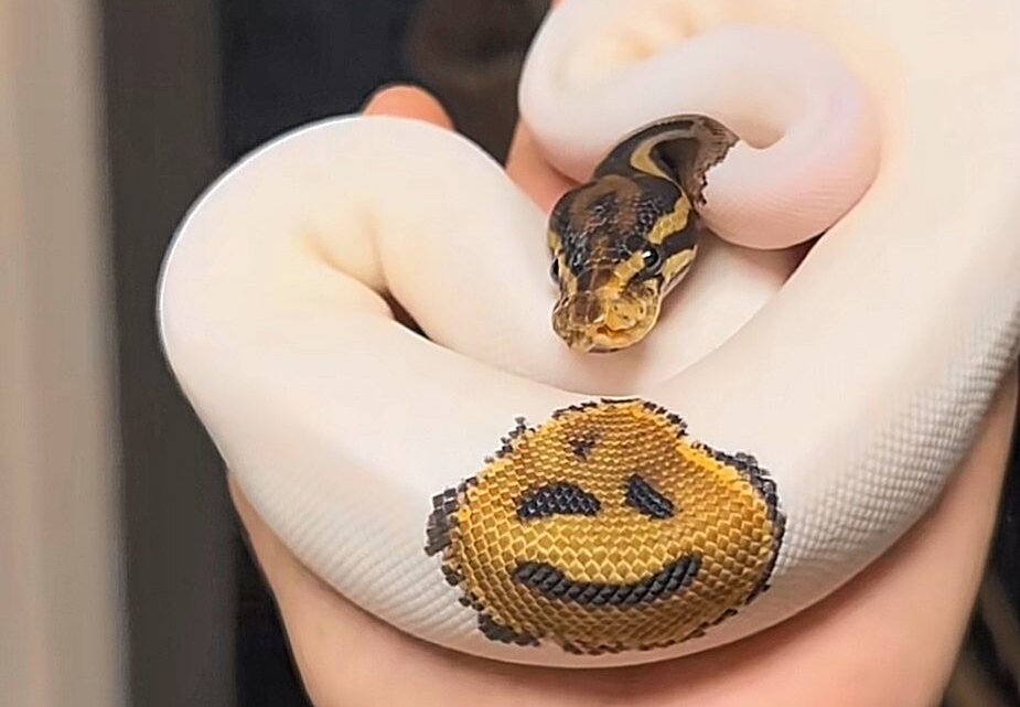 Mann züchtet Emoji-Schlange - Die Python ist sehr selten und daher auch sehr wertvoll. Symbolfoto: Screenshot/Branden Nicholson