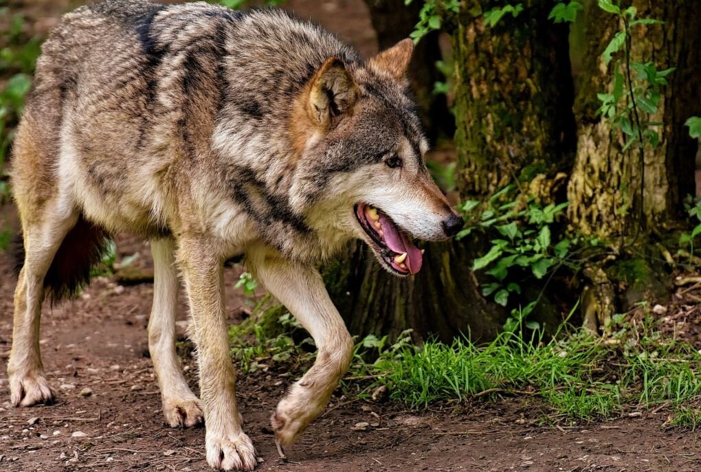 Maukendorf: Wolf nach Verkehrsunfall verendet - Symboldbild. Foto: Pixabay