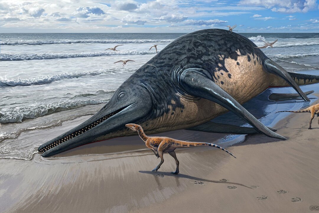 Mehr als 25 Meter: Im Meer lebte einst ein gewaltiges Reptil - Die künstlerische Darstellung zeigt einen angeschwemmten Ichthyotitan severnensis-Kadaver am Strand.
