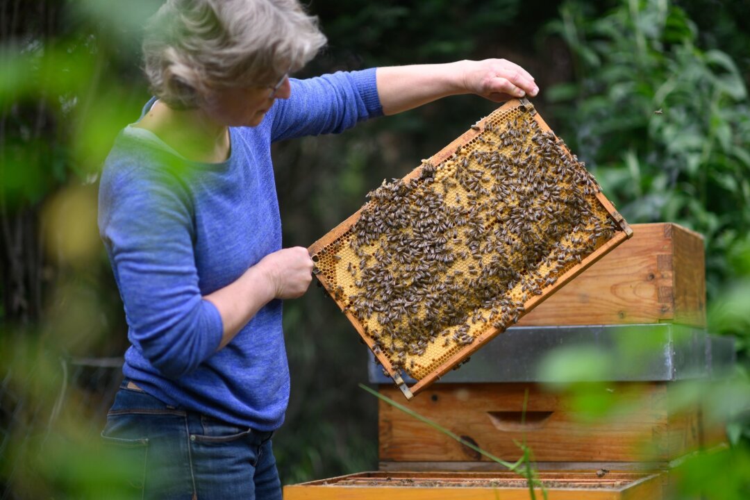 Mehr Tierhaltungen: Plus bei Bienenvölkern und Geflügel - Imkerin Marion Loeper hält eine Brutwabe mit Honigbienen aus einem Bienenstock in den Händen.