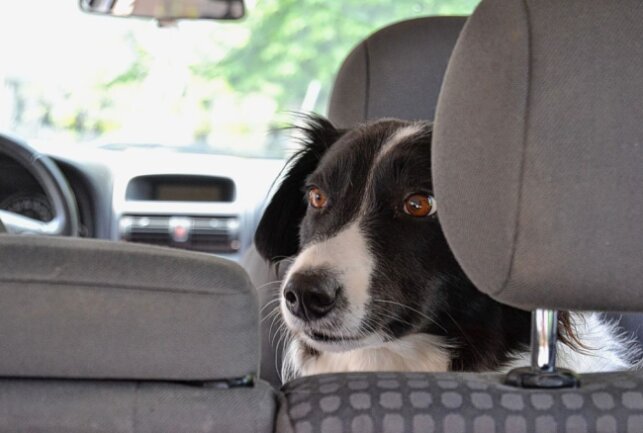Mehrere Hunde wurden in Autos während der Hitzeperiode zurückgelassen. Foto: pixabay