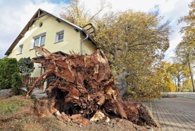 Mehrere Vollsperrungen in Westsachsen wegen umfallender Bäume - Die FFW Hohenstein-Ernstthal war hier mit der Drehleiter im Einsatz. Foto: Andreas Kretschel