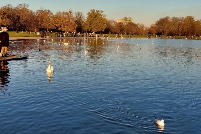 Meine Top 10 Reisetipps für London - Im Hyde Park gibt es mehrere Schwänenteiche. 