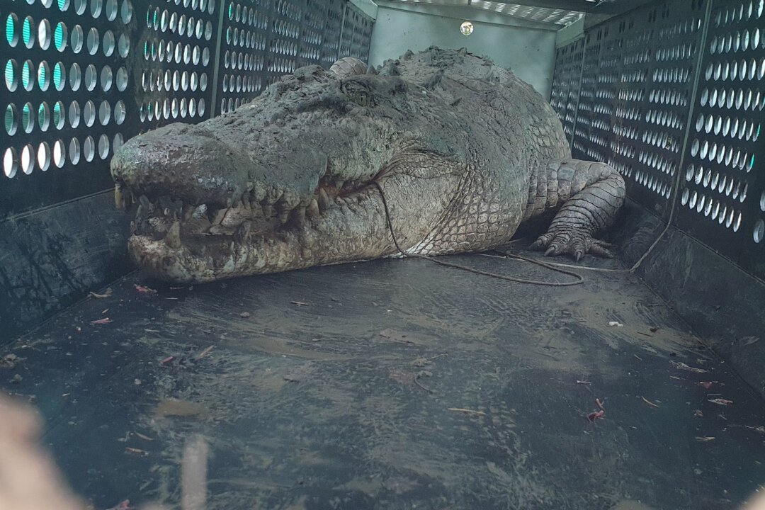 Mensch und Tier gestalkt: "Problemkrokodile" gefangen - Die gefangenen Krokodile sollen in einer Krokodilfarm oder einem Zoo untergebracht werden.