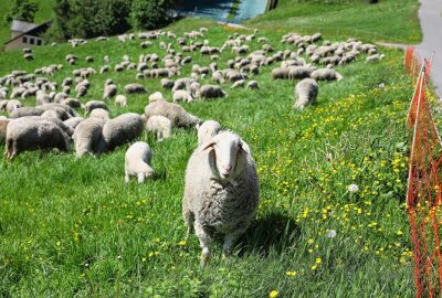 Meteorologischer Sommeranfang - Schafe grasen wieder auf den Hängen des Fichtelbergs - Die Schafe lassen sich das frische Gras schmecken. Foto: Thomas Fritzsch/PhotoERZ