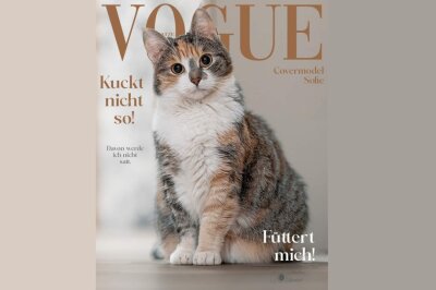 Mietze mit Schaum auf dem Kopf: Die Katzen der BLICK.de-Follower - Zum Internationalen Tag der Katze am 8. August haben die BLICK-Leserinnen und -Leser ihre Haustierfotos eingesendet.