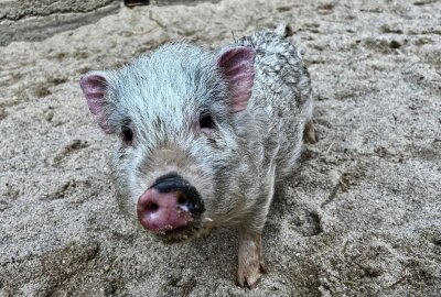 Minischwein Rudi hat eine neue Gefährtin - Minischweine-Dame Rosalie ist neu eingezogen im Auer Zoo der Minis. Foto: Ralf Wendland