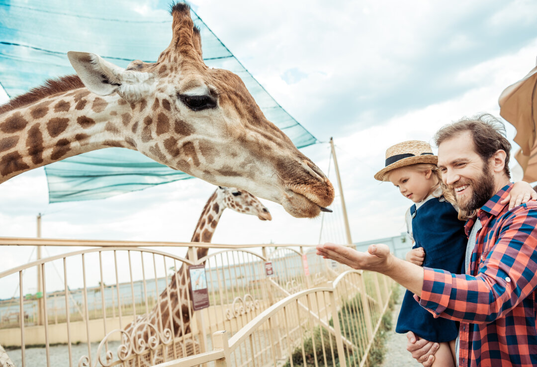 Gut geplant wird ein Zoobesuch in Familie zu einem aufregenden Tag voller Abenteuer und Spaß. 
