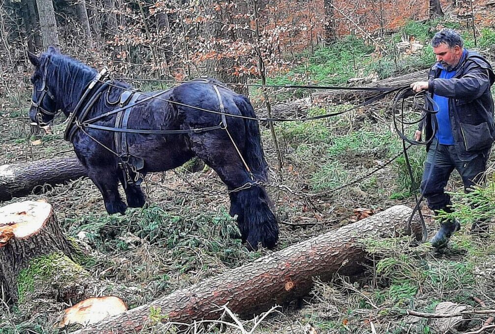 Der Pferdewirt Maik Reichel beseitigt mit seinen Pferden Strumschäden im Wald. Foto: Maik Bohn