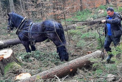 Mit reiner Pferdestärke gegen die erneuten Waldschäden - Der Pferdewirt Maik Reichel beseitigt mit seinen Pferden Strumschäden im Wald. Foto: Maik Bohn