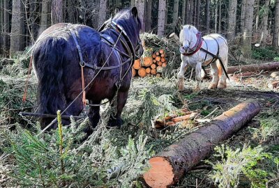 Mit reiner Pferdestärke gegen die erneuten Waldschäden - Der Pferdewirt Maik Reichel beseitigt mit seinen Pferden Strumschäden im Wald. Foto: Maik Bohn