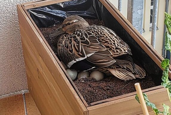 Mitten in Chemnitz: Ente brütet in Balkonkasten -  Eine Stockente hat sich in einem Balkonkasten eines Mietshauses auf dem Kaßberg  eingenistet und brütet dort ihre Eier aus. Foto: privat