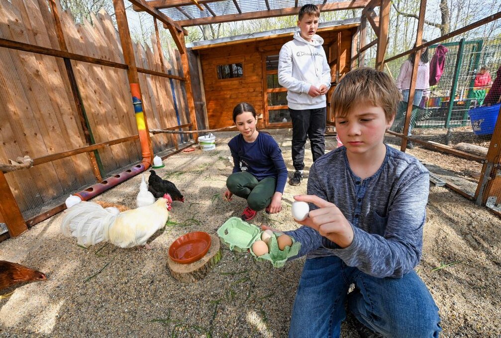 Montessori-Oberschule jetzt mit Hühnerstall - Die Montessori-Schule hat nun einen Hühnerstall, in dem die Tiere von den Kindern artgerecht gehalten und gepflegt werden. Foto: Andreas Seidel