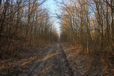 Nach drei Jahren Suche: Vermisste Studentin Yolanda Klug ist tot - In diesem Waldgebiet zwischen Freyburg und Großwilsdorf in Sachsen-Anhalt wurden die Knochen gefunden.
