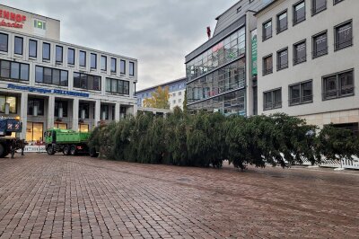 Nach kompliziertem Transport: Chemnitzer Weihnachtsbaum hat sein Ziel erreicht - Der Baum hat sein Ziel erreicht.