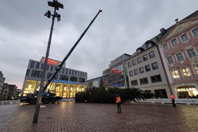 Nach kompliziertem Transport: Chemnitzer Weihnachtsbaum hat sein Ziel erreicht - Der Baum wird an den Kran gehangen.