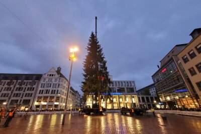 Nach kompliziertem Transport: Chemnitzer Weihnachtsbaum hat sein Ziel erreicht - Der Weihnachtsbaum schwebt in die Hülse. 