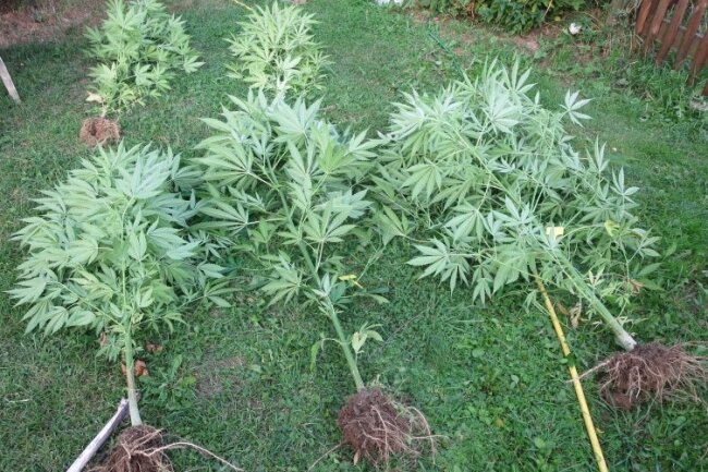 Nach Kontrolle: Beamte stellen 1,75 Meter große Cannabispflanzen sicher - Die umfangreichen Ermittlungen nach der Verkehrskontrolle eines 30-Jährigen haben so einiges zu Tage gefördert - unter anderem auch 17 Cannabispflanzen. 