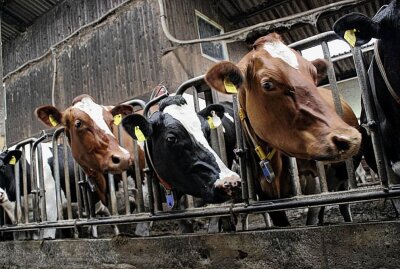 Nachhaltig leben Teil 1: Klimafreundliche Ernährung - Rinder produzieren durch ihre Verdauung Methan und sind damit für eine Menge Treibhausgase verantwortlich. Foto: Pixabay