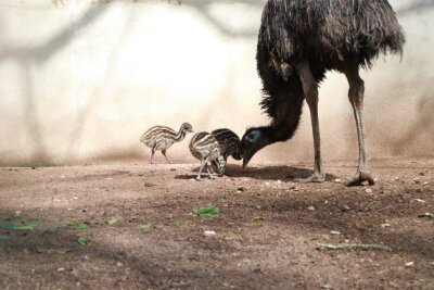 Nachwuchs auf zwei und vier Beinen im Tierpark -  Nachwuchs bei den Emus. Foto: Kevin Rüffer, Tierpark Chemnitz